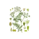 Cumino - semi interi 250 g pacchetto