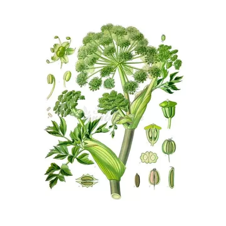 Engelwurz Ganze Frucht Iphym Kräutermedizin Angelica archangelica