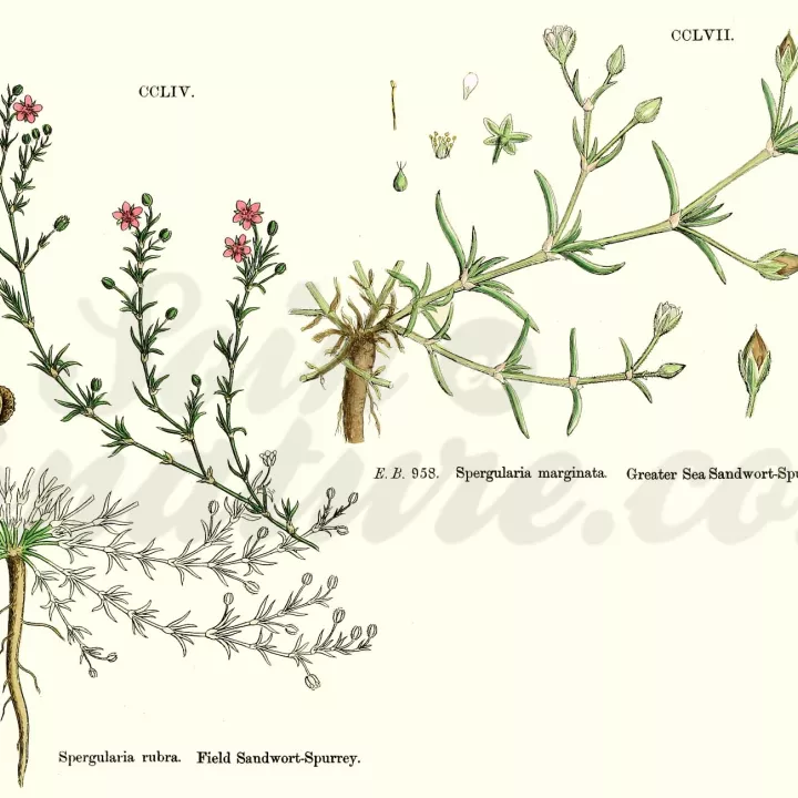 ARENARIA RUBRA (SABLINE) PLANTE COUPEE IPHYM Herboristerie Arenaria rubra