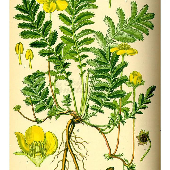 ARGENTINIË POTENTILLE PLANT Herb Potentilla anserina CUT IPHYM