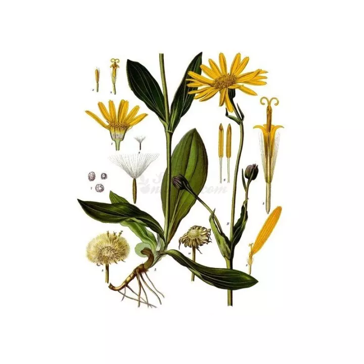 ARNICA FLOWER FULL IPHYM Herbs Arnica montana L.