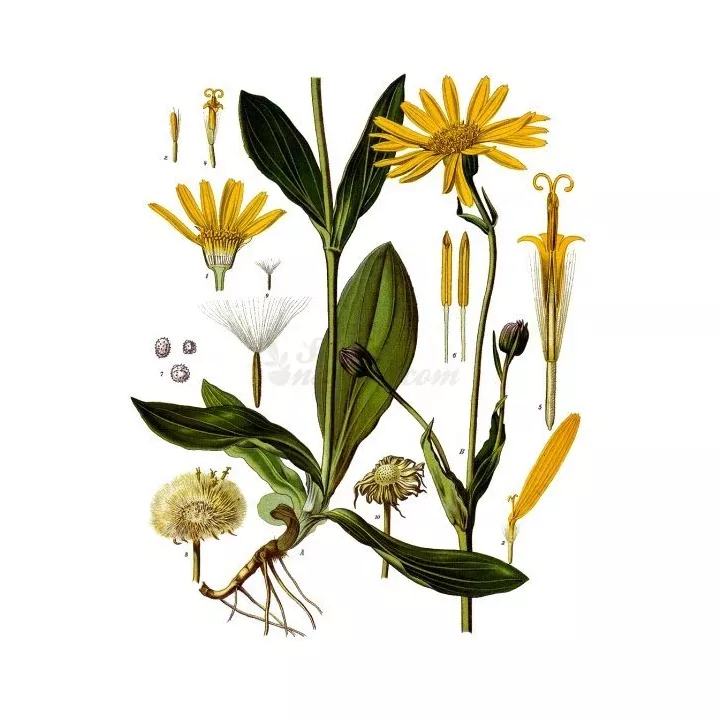 ARNICA FLOWER FULL IPHYM Herbs Arnica montana L.