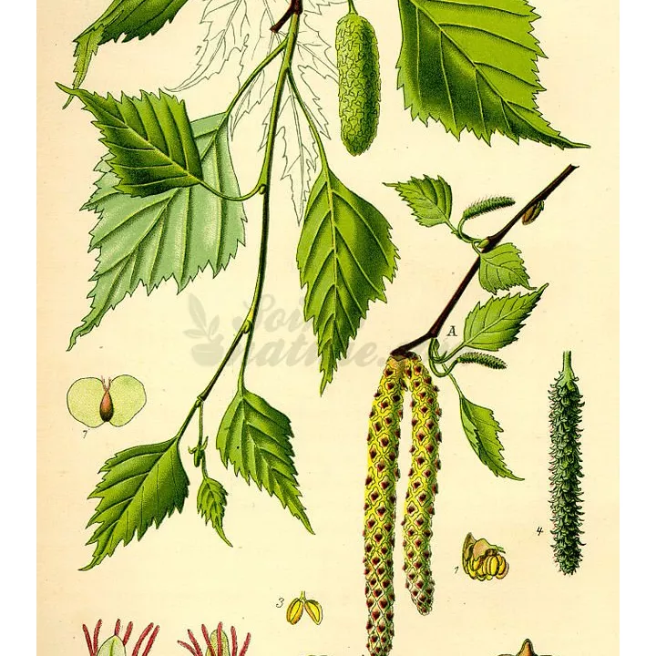 Birke Blattschnitt Iphym Kräuterkunde Betula alba L.