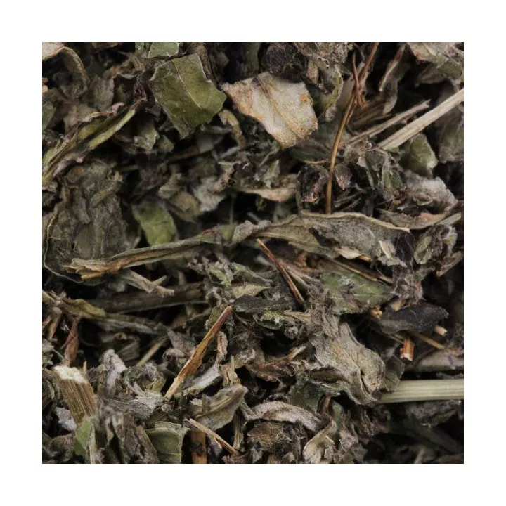 Artemisia (volgare) Leaf herboristerie Artemisia vulgaris
