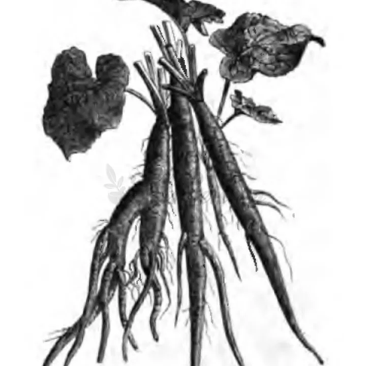 Bardana (bardana) Root herboristerie Arctium lappa