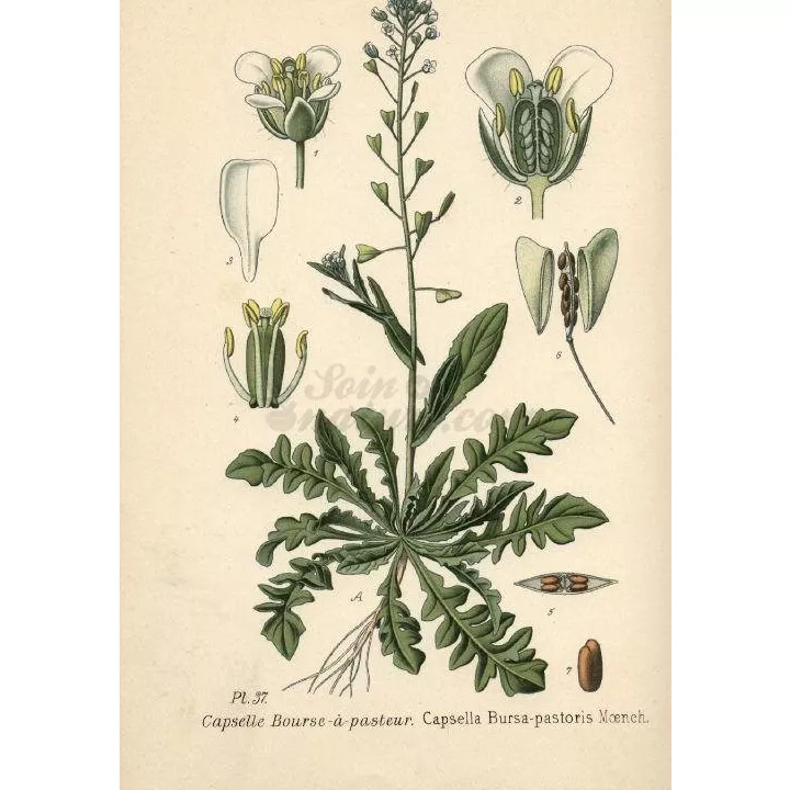 BOURSE A PASTEUR PLANTE COUPEE IPHYM Herboristerie Capsella bursa-pastoris L.