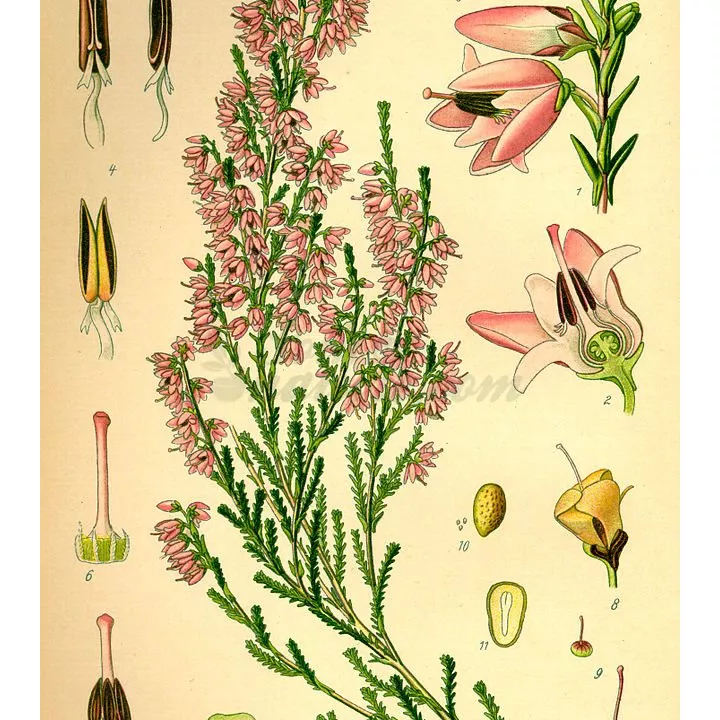 Heide (Calluna) Flower IPHYM Herbalism Calluna vulgaris