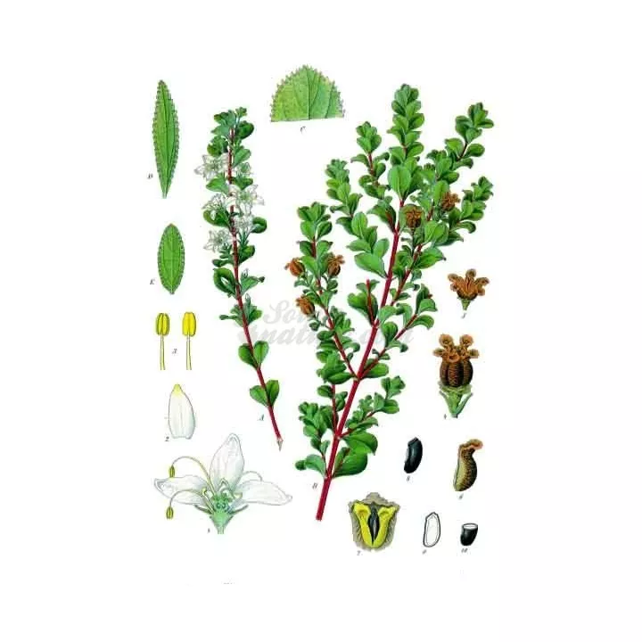 Buchu leaf entire IPHYM Herbalism Barosma betulina