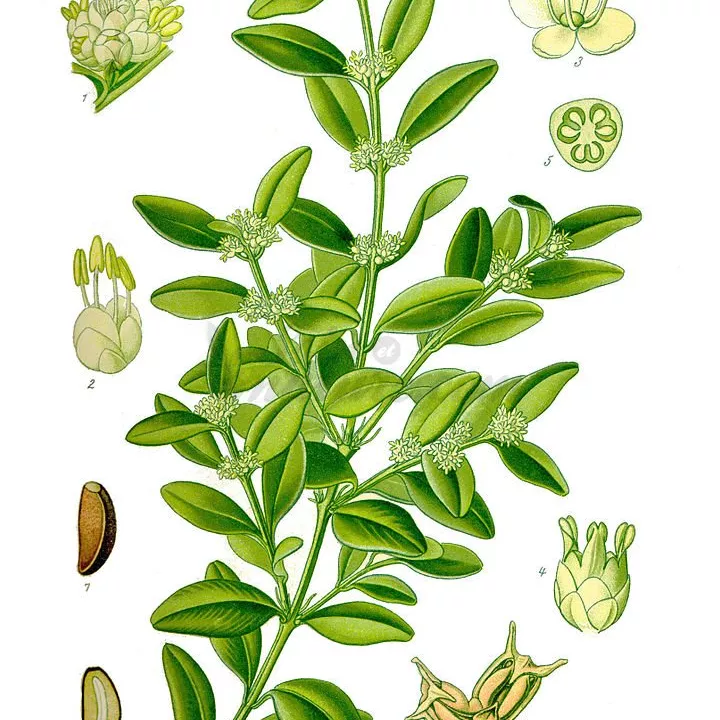 BUIS FEUILLE ENTIERE IPHYM Herboristerie Buxus sempervirens L.