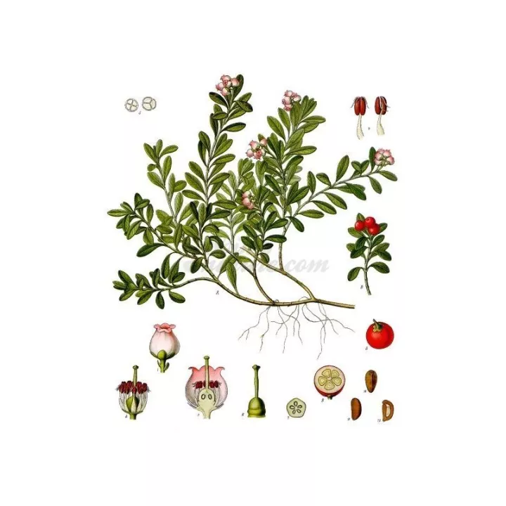 ERDBEER Blatt IPHYM Kräuterkunde Arctostaphylos uva-ursi L.