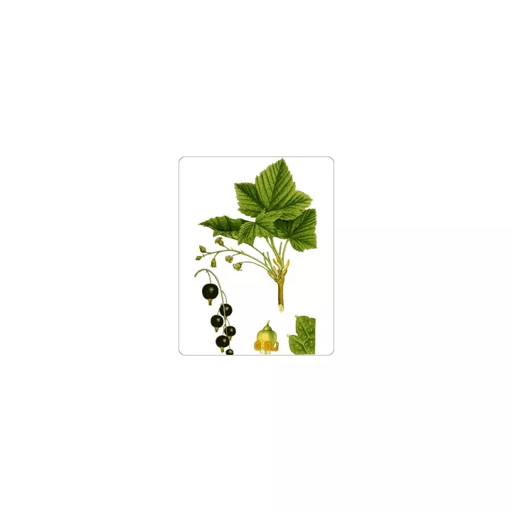 Blackcurrant Feuille Iphym Herboristerie Ribes nigrum