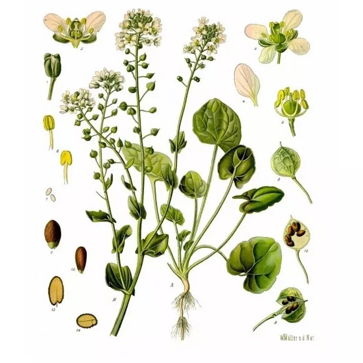 Cochlearia Cut Sheet officinalis IPHYM Herboristería Cochlearia