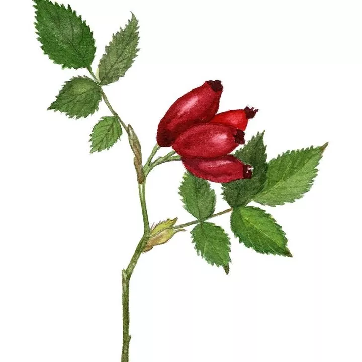 Rosehip (Dog Rose) BAY IPHYM Herbalism Rosa canina