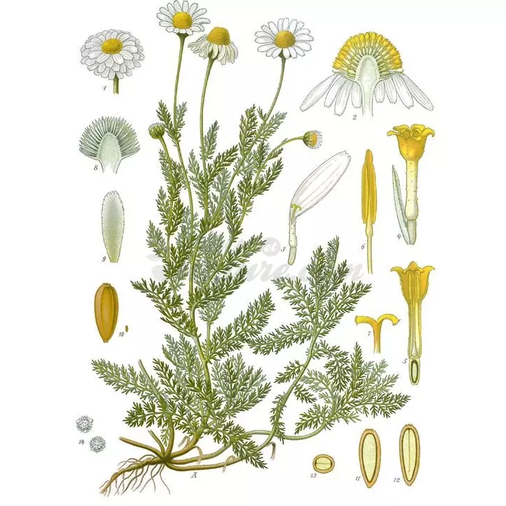 Camomille Romaine Capitule floral entier IPHYM Herboristerie Anthemis nobilis
