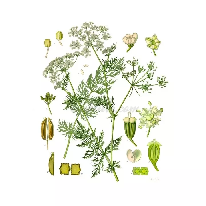 Caraway Fruit Seed Iphym Herboristerie Carum carvi