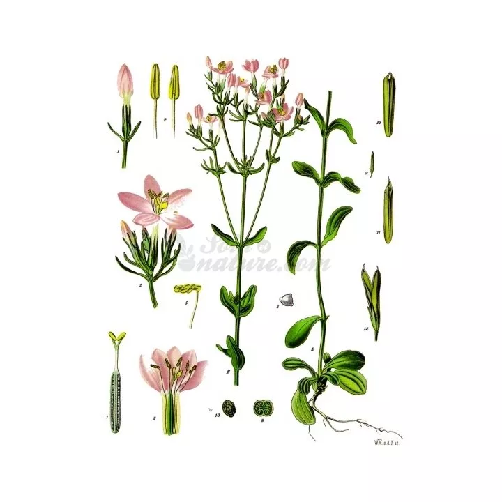 Centaurea - Floración paquete superior a 250 g