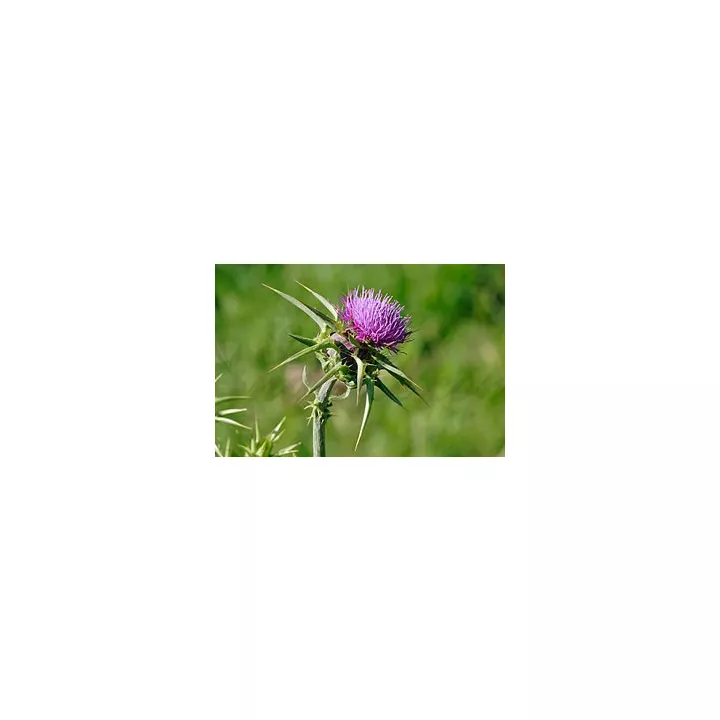 Молочный чертополох Черенковое растение Ифим Герболистный Silybum marianum L.
