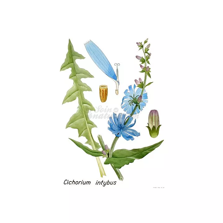 Chicory Root cut IPHYM Herbalism Cichorium intybus