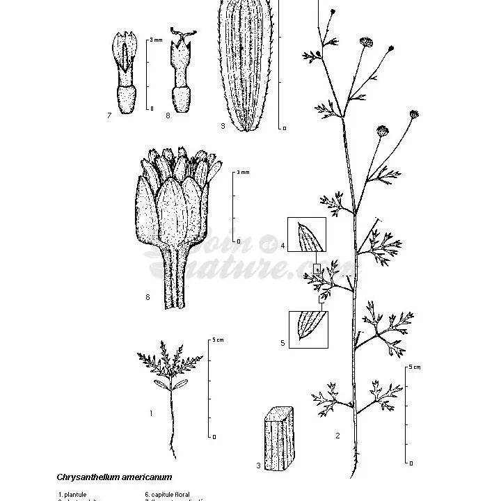 Chrysanthellum Плант сократить IPHYM Травничество Chrysanthellum americanum