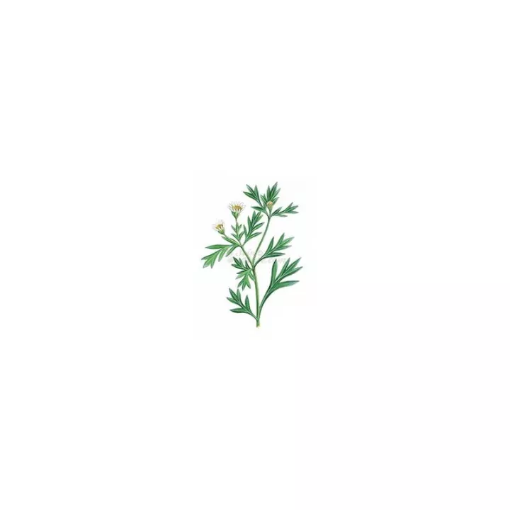 CHRYSANTHELLUM Plante cortó IPHYM Herboristería Chrysanthellum americanum