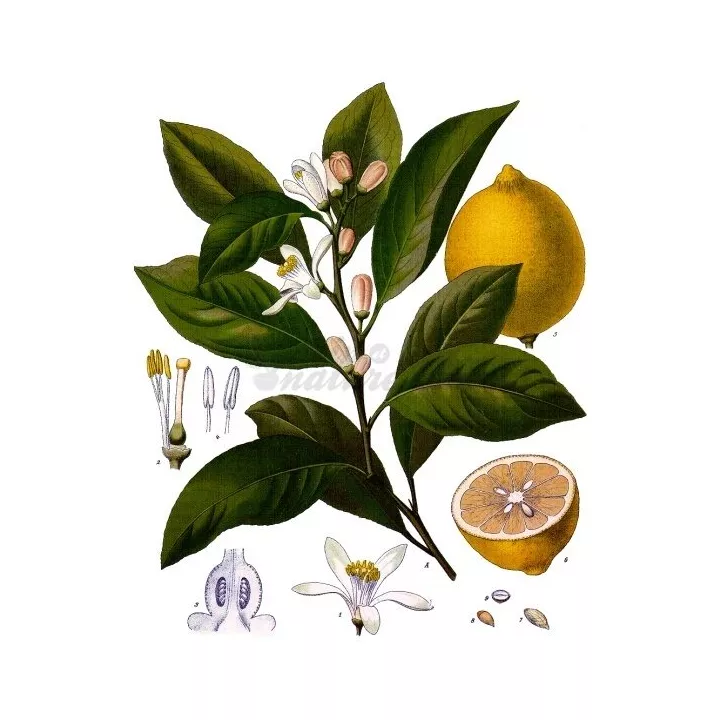 CITRON ECORCE COUPEE IPHYM Herboristerie Citrus limonium