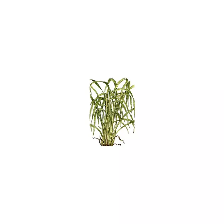 LEMON Cut Sheet IPHYM Herbalism Cymbopogon flexuosus