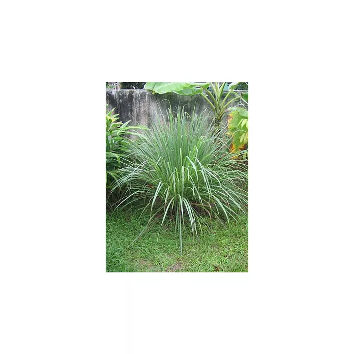 Cut Sheet LEMONGRASS Cymbopogon flexuosus IPHYM Herbalism