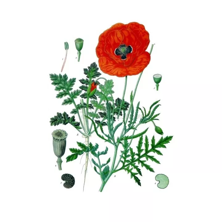 POPPY Rhoeas Petal IPHYM Herbalism