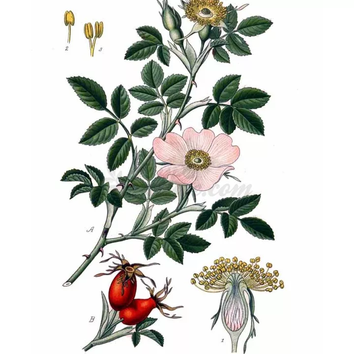 CYNORRHODON (Eglantier) BAIE IPHYM Herboristerie Rosa canina L.