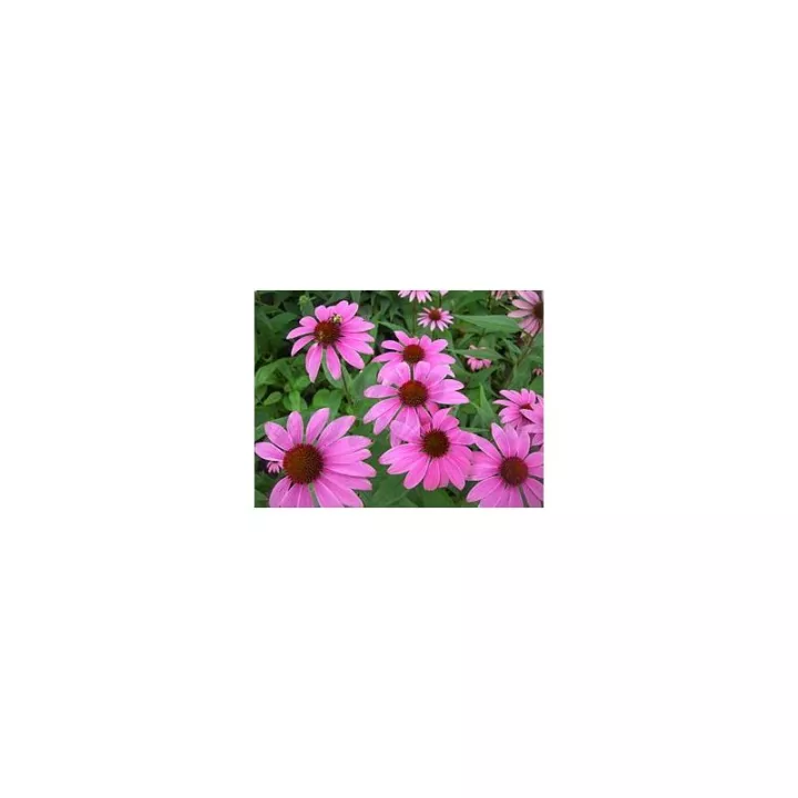 ECHINACEA ECHINACEE RACINE COUPEE  IPHYM Herboristerie Echinacea purpurea