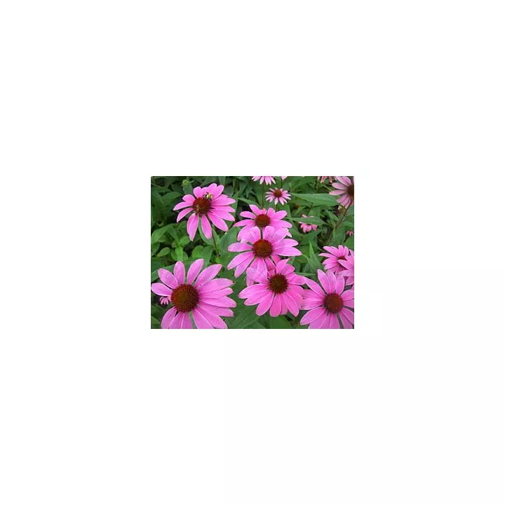 ECHINACEA Echinacea corte raiz IPHYM Herb Echinacea purpurea