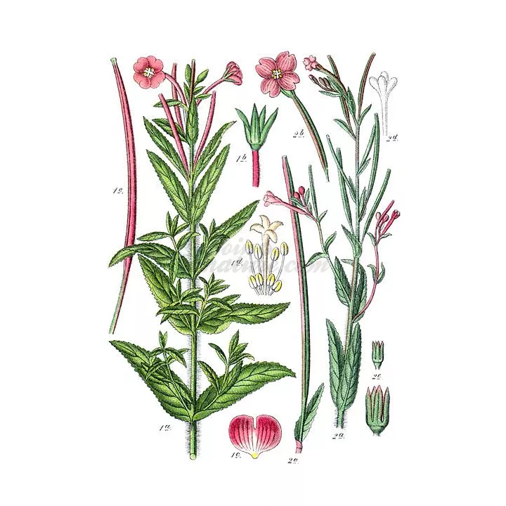 Planta Fireweed con pequeñas flores de corte IPHYM hierba Epilobium parviflorum