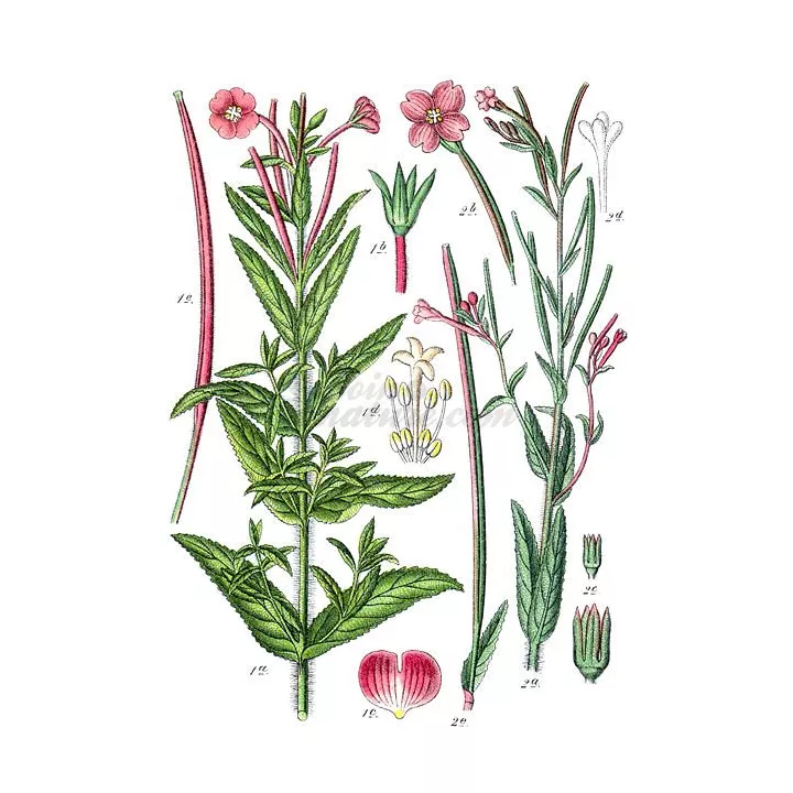 Fireweed plant with small flowers cut IPHYM Herb Epilobium parviflorum