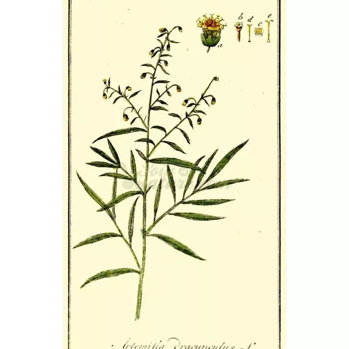 Estragão Herb Cut Sheet IPHYM Artemisia dracunculus L.