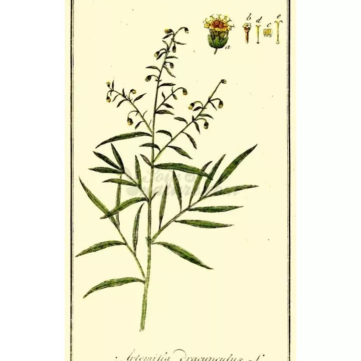 Dragoncello Foglia recisa Iphym Erboristeria Artemisia dracunculus L.