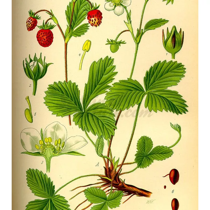 Folha solta MORANGO Fragaria vesca IPHYM Herbalism