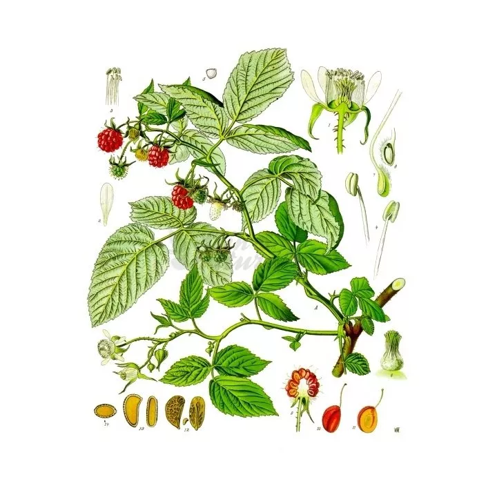 Листьев малины CUT IPHYM Травничество Rubus Idaeus Л.