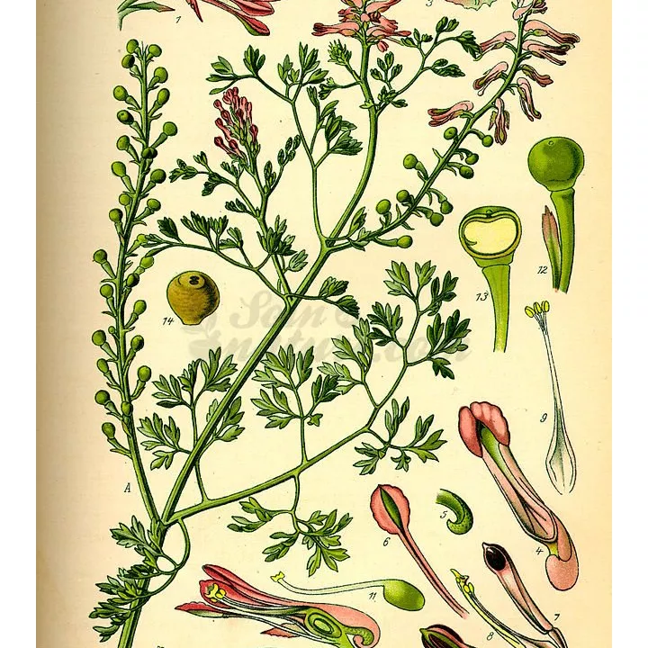 Fumeterre Schnittblume Iphym Herboristerie Fumaria officinalis L.