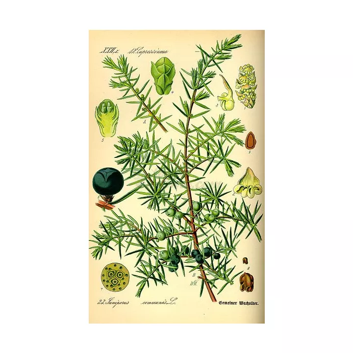 Bacche di ginepro frutta IPHYM Herbalism Juniperus communis