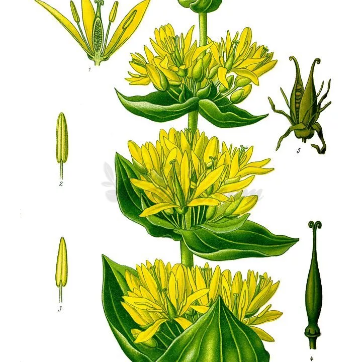 Raíz cortada de genciana Iphym Herboristerie Gentiana lutea