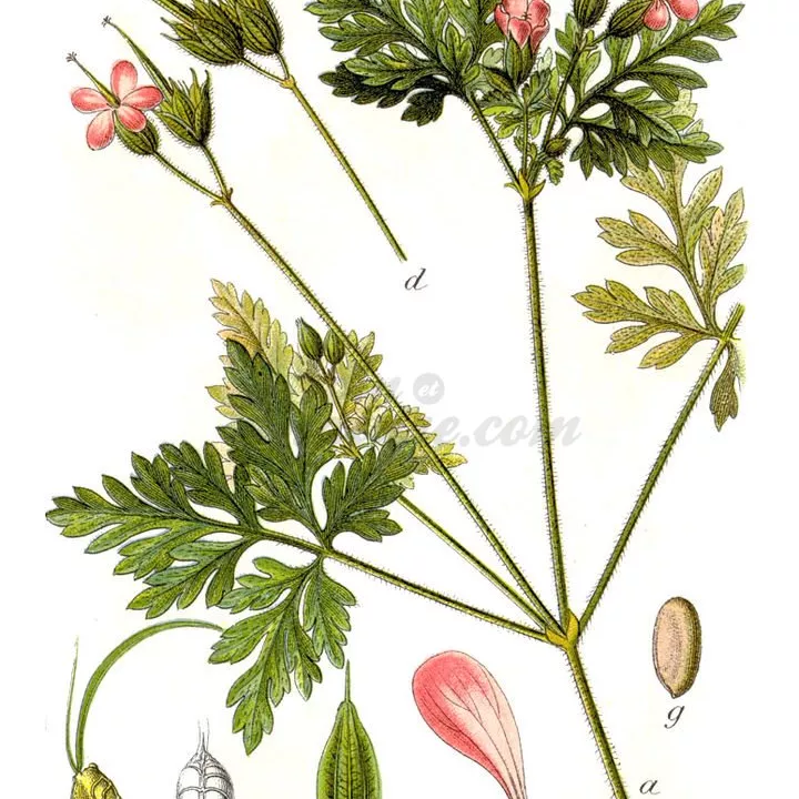 GERANIUM ROBERT PLANTE COUPEE IPHYM Herboristerie Geranium robertianum L.