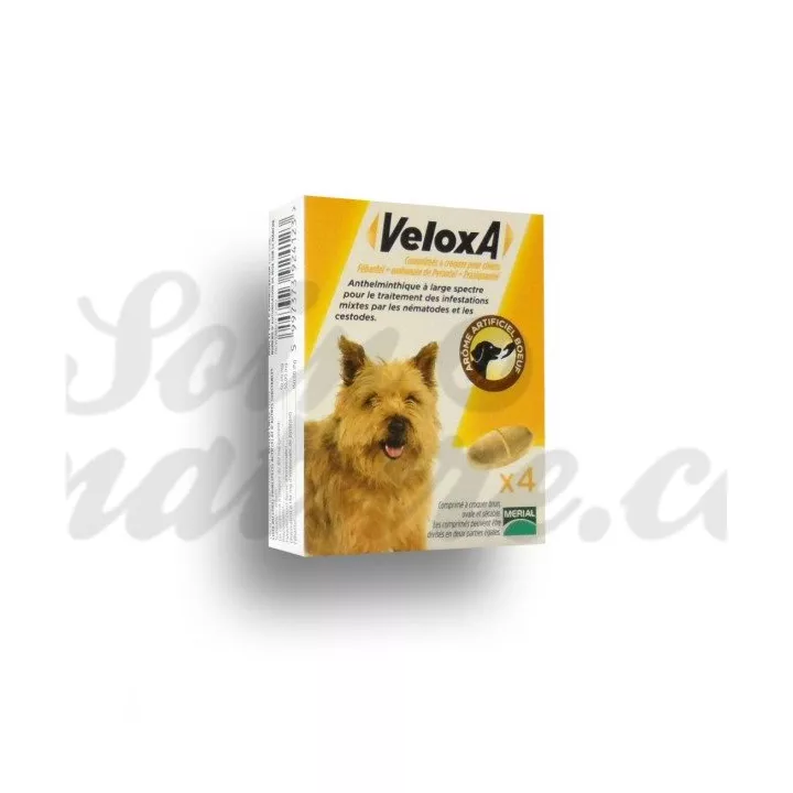 VELOXA cão wormer 2 ou 4 comprimidos mastigáveis