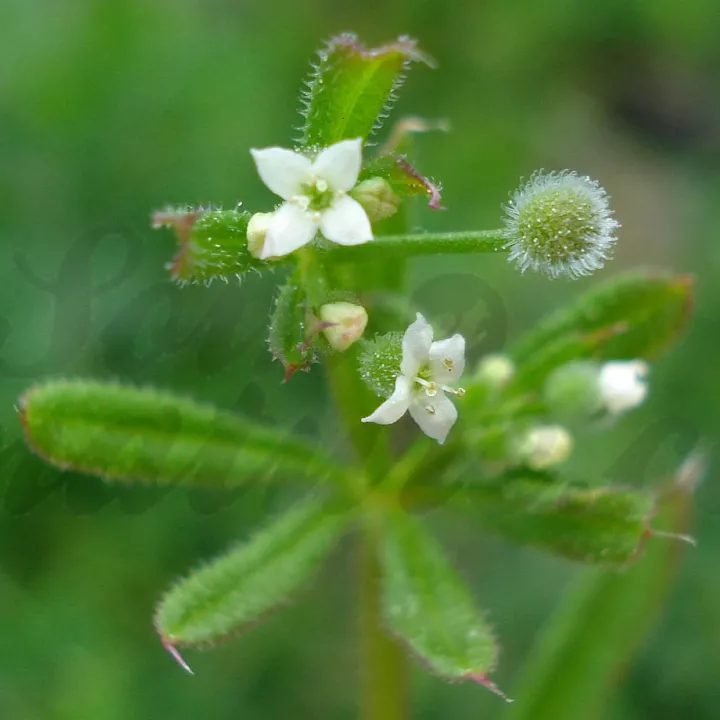 Cleavers Cleavers Galium aparine L. Herbalism