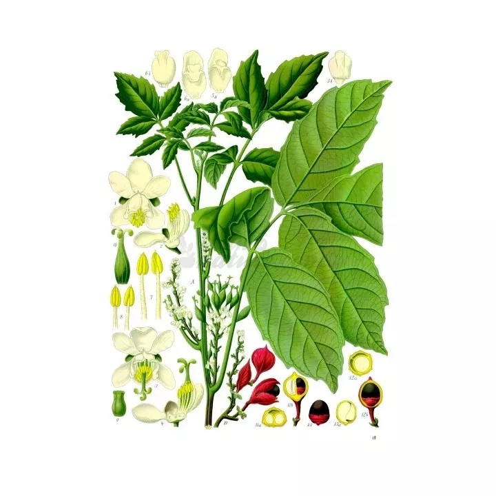 Guarana Paullinia cupana Herb SEED IPHYM Kunth.