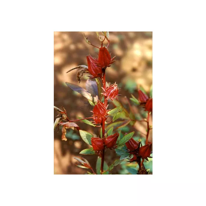 HIBISCUS KARKADE FLEUR ENTIERE  IPHYM Herboristerie Hibiscus sabdariffa L.