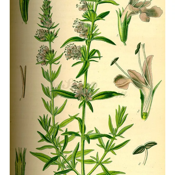 Hysope tagliato IPHYM luminare Herb Hyssopus officinalis L.