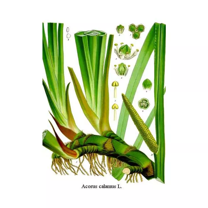 Acore odorant (Calamus) - Rhizome coupé Paquet de 250g