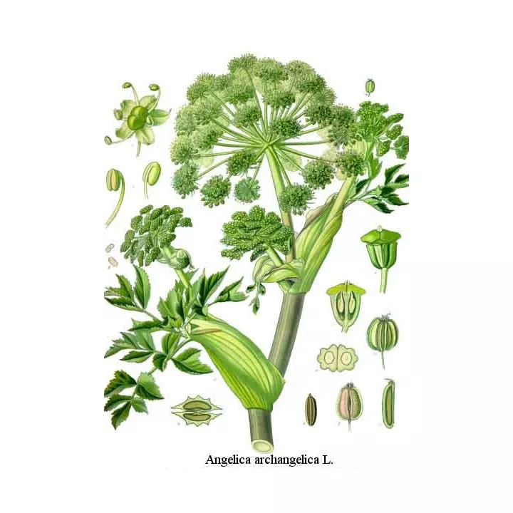 Angelique officinale (echte) Wortel gesneden Herboristerie Grote engelwortel