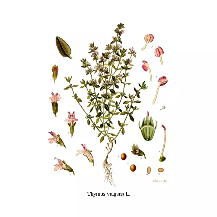 TOMILLO hoja entera IPHYM hierba Thymus vulgaris L. / Timo L. zygis