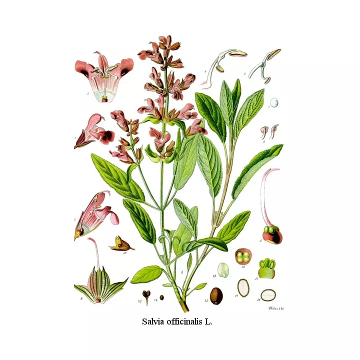 SAGE OFFICINALE BLATT geschälten IPHYM Herb Salvia officinalis L.